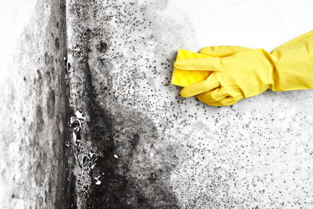 Best Mold Removal Near Me  in Chapman, KS
