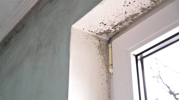 Best Crawl Space Mold Removal  in Chapman, KS