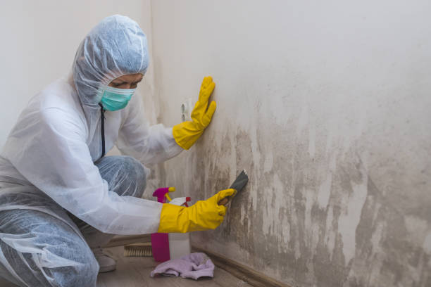 Chapman, KS Mold Removal Company