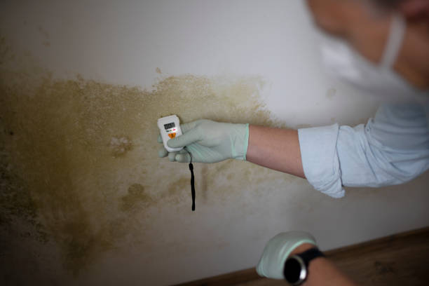 Best Mold Removal Company Near Me  in Chapman, KS