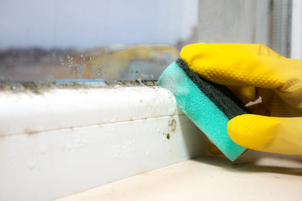 Best Attic Mold Removal  in Chapman, KS