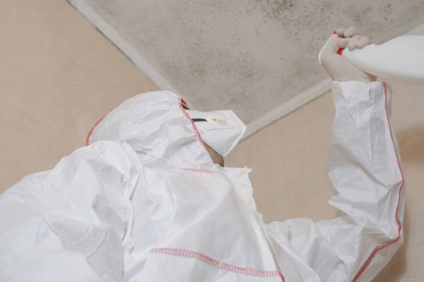 Reliable Chapman, KS Mold Removal Solutions