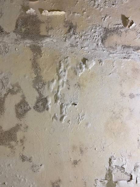 Best Toxic Mold Removal  in Chapman, KS