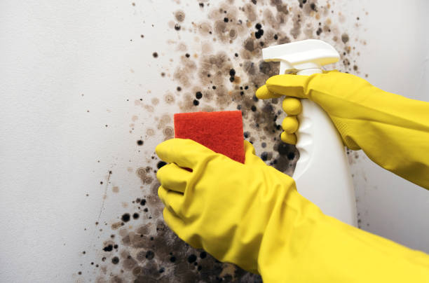 Best Home Mold Removal  in Chapman, KS
