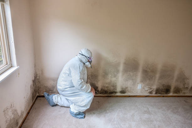 Best Residential Mold Removal  in Chapman, KS