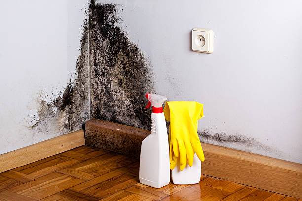 Best Best Mold Removal Companies  in Chapman, KS