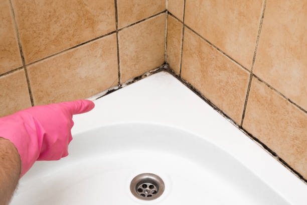 Best Certified Mold Removal  in Chapman, KS